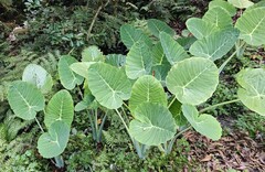 Leucocasia gigantea, photograph (c) Artem Abdukakharov, some rights reserved (CC BY)