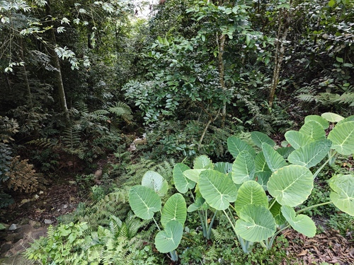 Leucocasia gigantea