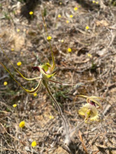 fringed mantis orchid