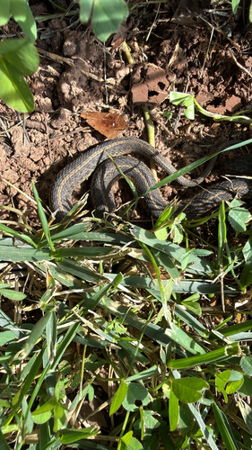 Common Garter Snake