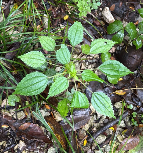 Canada clearweed