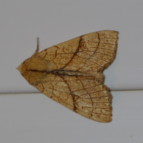 Orange Sallow