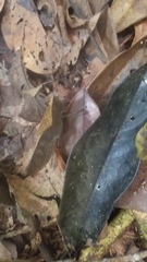 Colpolopha latipennis