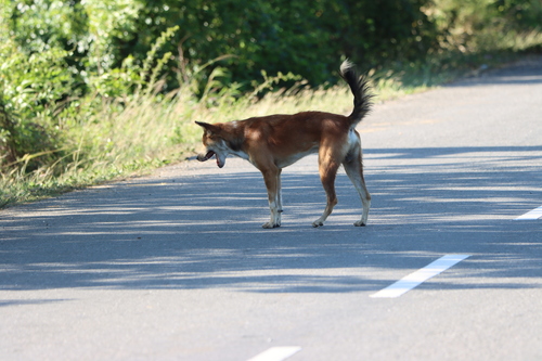Domestic Dog