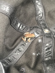 Epipedobates boulengeri