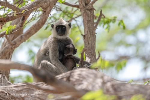 Tufted Gray Langur
