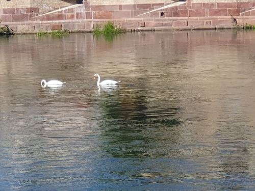 Mute Swan