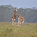 Giraffa camelopardalis rothschildi - Photo (c) Barna Takats, μερικά δικαιώματα διατηρούνται (CC BY-NC)