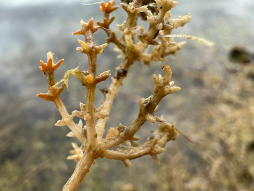 coral stonewort