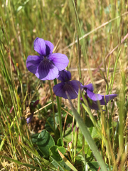 Viola adunca adunca