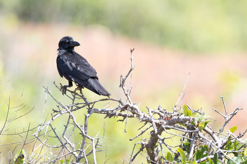 Large-billed Crow