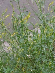 Melilotus officinalis