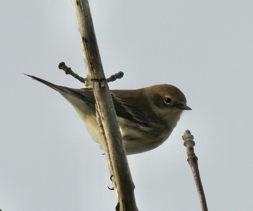Yellow-rumped Warbler