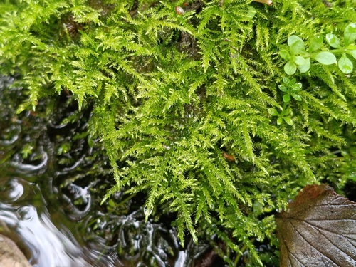 Cratoneuron filicinum observed 2026-09-24