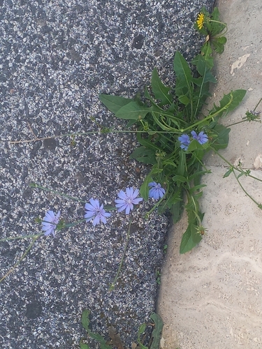 chicory