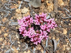 Chorizanthe staticoides