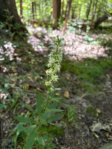 silverrod