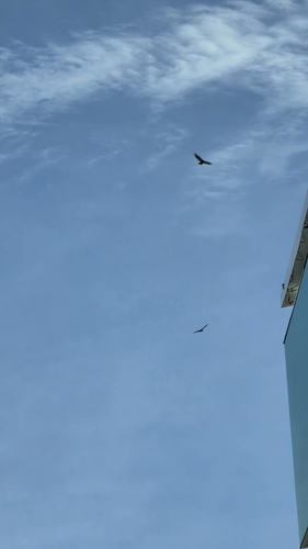 Turkey Vulture
