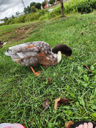 Domestic Mallard