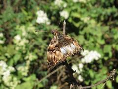 Noctuana lactifera