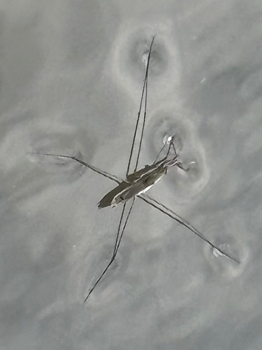 lake pondskater