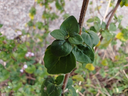 Oregano