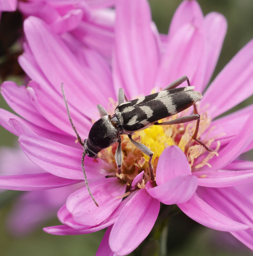 Chlorophorus diadema