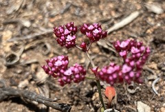 Chorizanthe staticoides