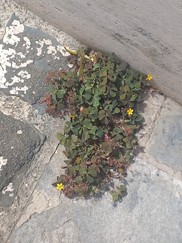 Creeping Woodsorrel