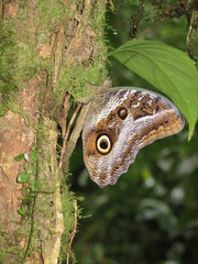 Caligo idomeneus