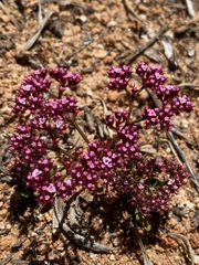 Chorizanthe staticoides