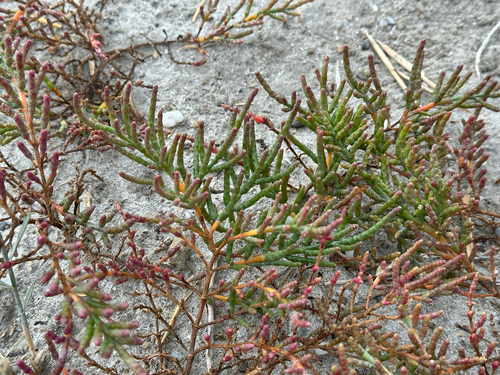 perennial-jointed glasswort