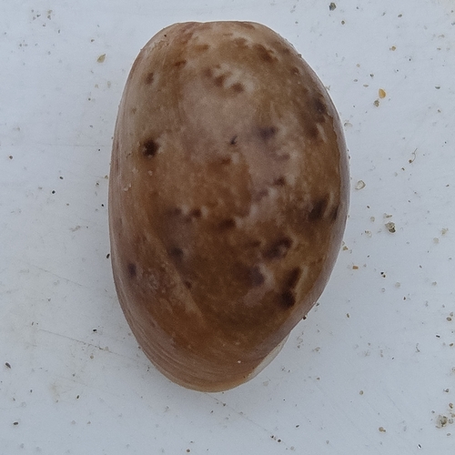 Bulla solida observed 2026-09-24