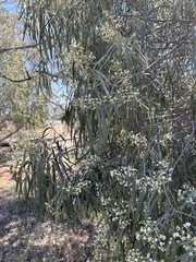 Geijera parviflora, photograph (c) Thomas Mesaglio, some rights reserved (CC BY)