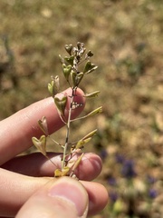 (c) Thomas Mesaglio, some rights reserved (CC BY) Capsella bursa-pastoris, photograph (c) Thomas Mesaglio, some rights reserved (CC BY)