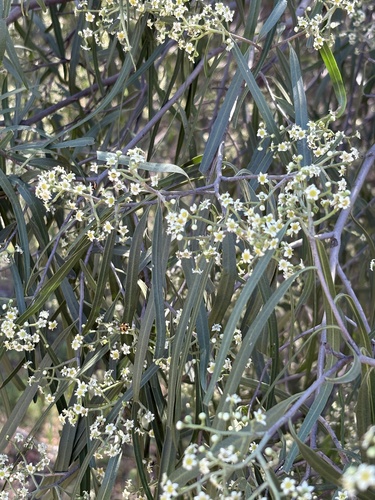 Geijera parviflora
