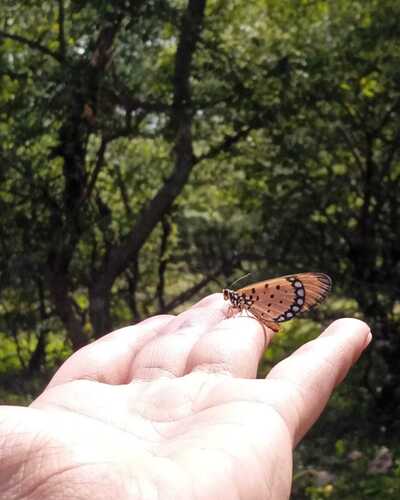 Tawny Coster