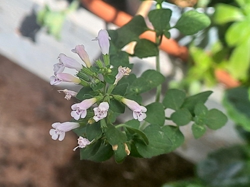 Lesser Calamint
