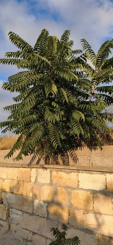 tree-of-heaven