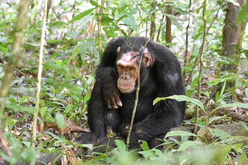 Chimpanzee