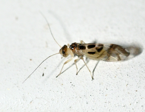 F-winged Barklouse