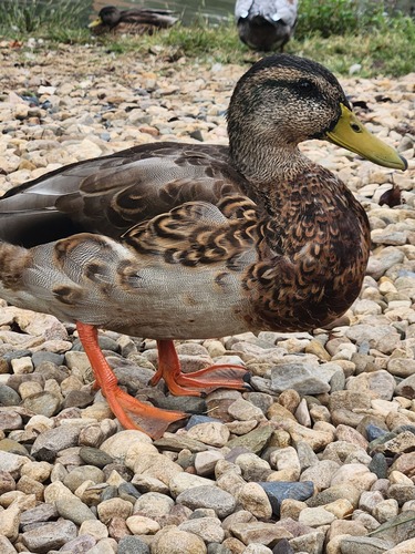 Mallard