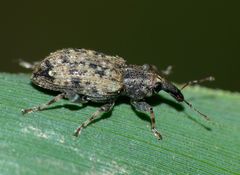 Steriphus