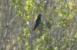 European Pied Flycatcher