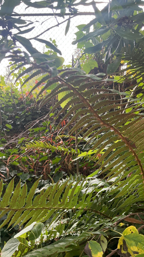 western sword fern