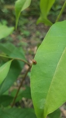 Epopterus