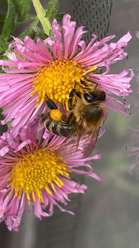 Western Honey Bee