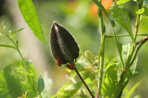 Abelmoschus moschatus observed 2026-09-24