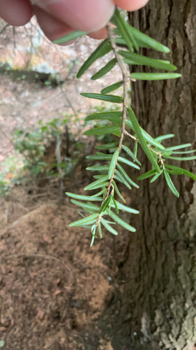 western hemlock