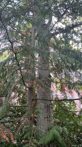 western redcedar